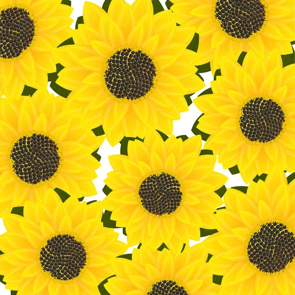 Carte tournesol — Image vectorielle