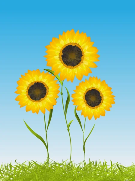 Kartu musim panas dengan bunga matahari - Stok Vektor