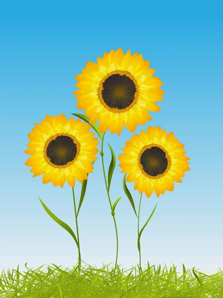 Tarjeta de verano con girasoles — Vector de stock