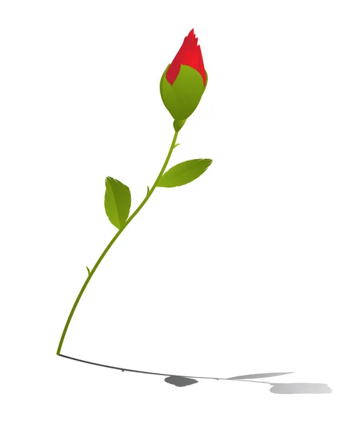 Jeune rose — Image vectorielle