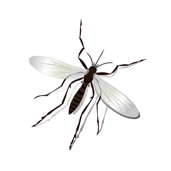 Zanzara — Vettoriale Stock