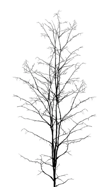 Albero senza foglie — Vettoriale Stock