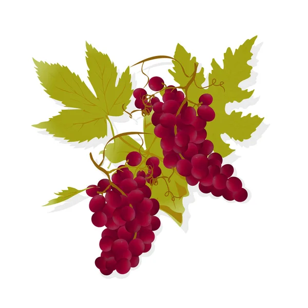 赤ワインのブドウ — ストックベクタ