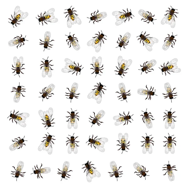 Άνευ ραφής μέλισσα μοτίβο — Διανυσματικό Αρχείο