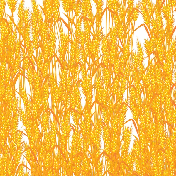 Пшеничный летний фон — стоковый вектор