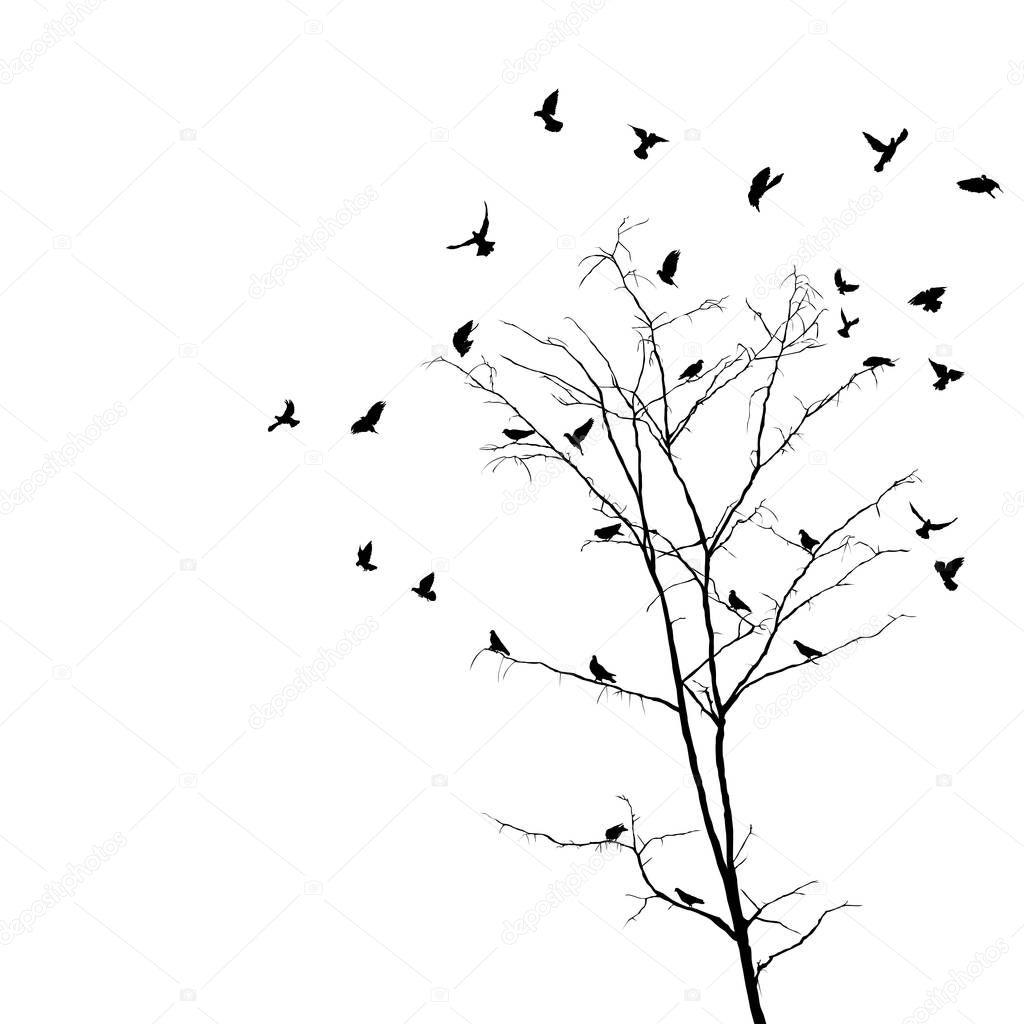 Birds and tree silhouettes