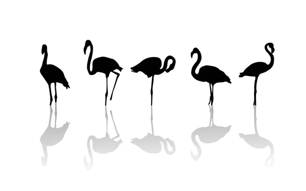 Flamingo madarak — Stock Vector
