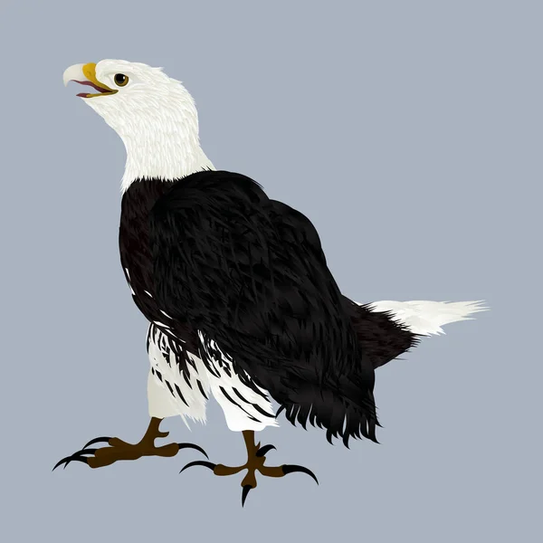 Американский орёл — стоковый вектор