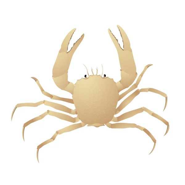 Krabben — Stockvektor