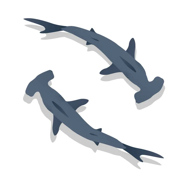 Hammer sharks — Stock Vector