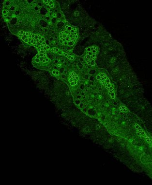 Soyut grunge hücresel arkaplan