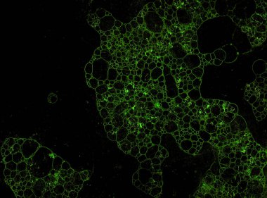 Soyut grunge hücresel arkaplan