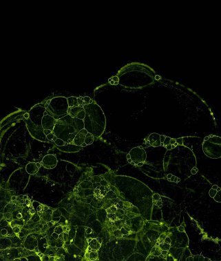 Soyut grunge hücresel arkaplan