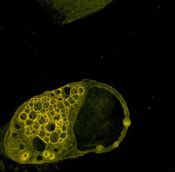 Soyut grunge hücresel arkaplan — Stok fotoğraf
