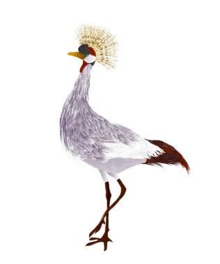 Suluboya taçlı vinç