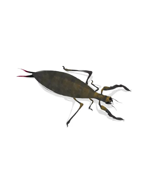 Watercolor mole cricket — Stock Photo, Image