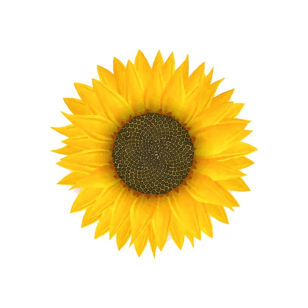 Aquarell-Sonnenblume — Stockfoto