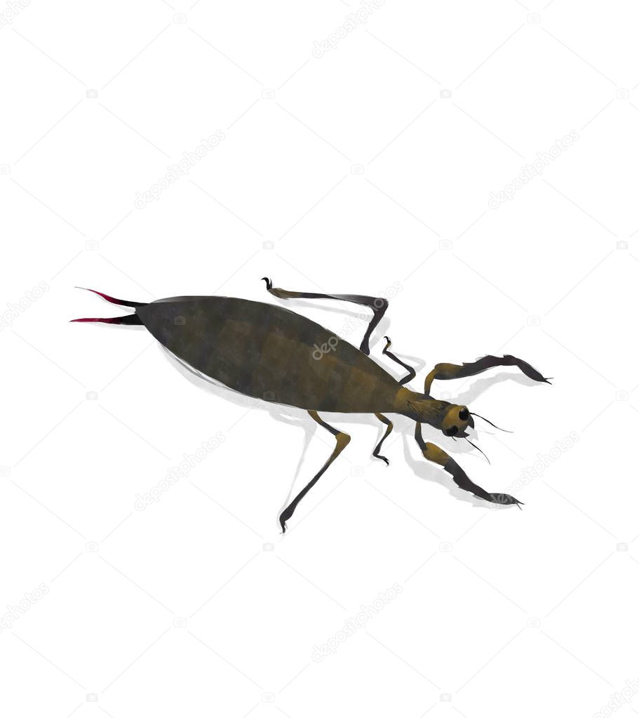 Watercolor mole cricket