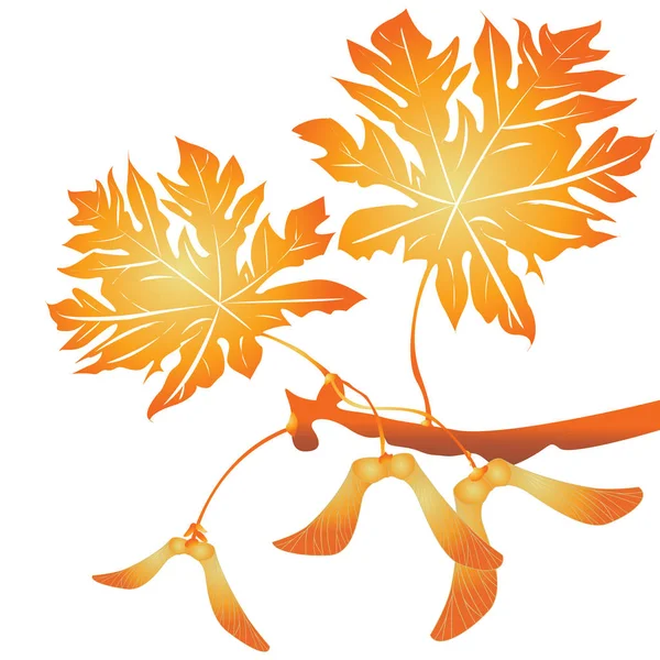 Maple Tree насіння — стоковий вектор