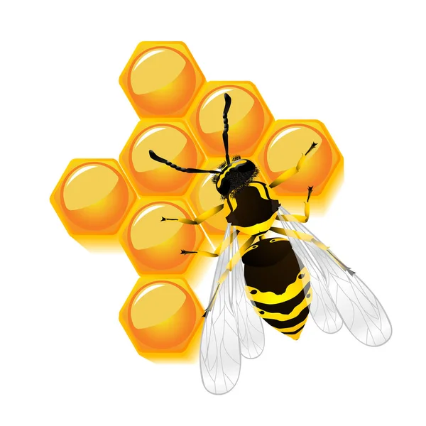 Wasp and honeycomb — Stock Vector