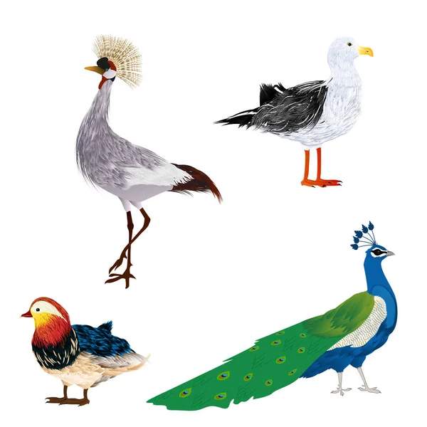 Set de aves vectoriales — Vector de stock