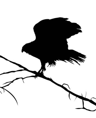 kartal siluet