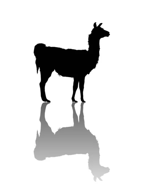 Llama silhouette — Stock Vector