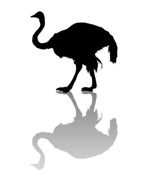 Struisvogel silhouet — Stockvector