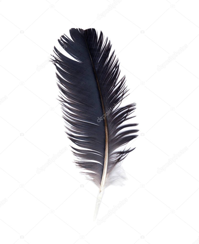 Delicate crow feather