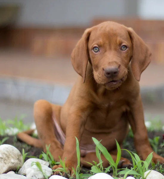 Jonge Hond Zittend Spelend Tuin — Stockfoto