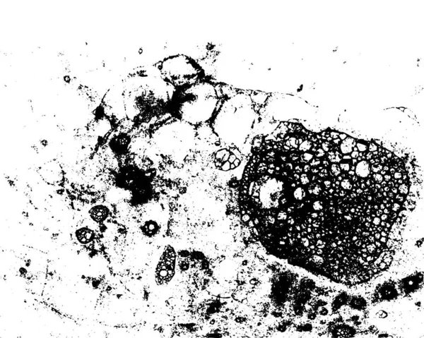 Texture Grunge Vectorielle Noir Blanc — Image vectorielle