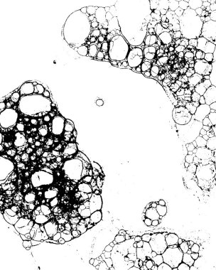 Siyah ve beyaz vektör grunge dokusu