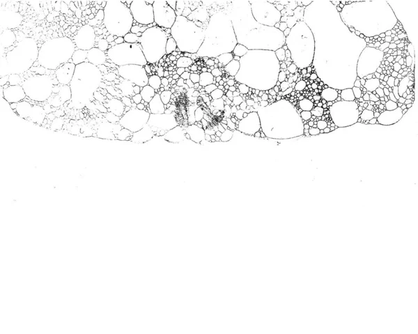 黒と白のベクトルグランジのテクスチャ — ストックベクタ