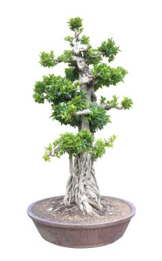 흰색 배경에 고립 된 녹색 분재.