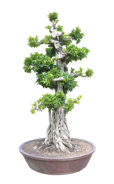 흰색 배경에 고립 된 녹색 분재.