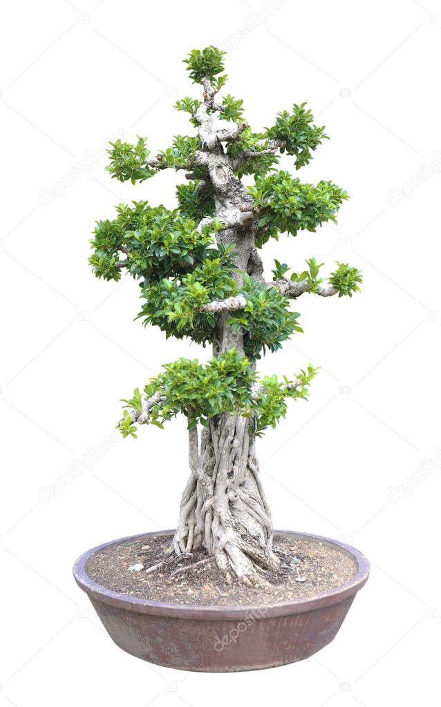 green bonsai tree Isolated on white background.