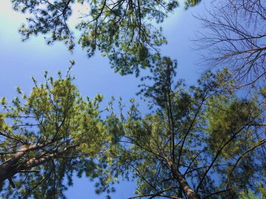 güzel bir berrak gökyüzüne karşı bereketli ağaçlar