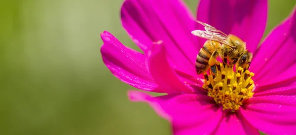 Makro in der Nähe von Honigbiene, Biene. Nektar auf Blumen finden. — Stockfoto