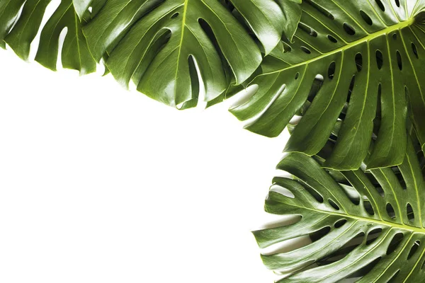 Monstera, beyaz arka plan üzerinde tropikal bir bitki.