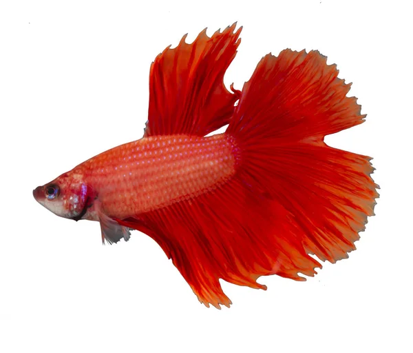 Красный дракон сиамский боевой рыбы, Бетта рыбы изолированы на белом Б — стоковое фото
