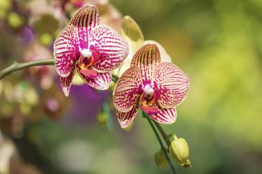 bahçede dalları üzerinde orkide çiçekleri