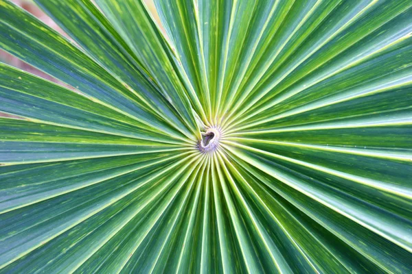 Фон з пальмового листя . — стокове фото
