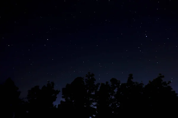 밤 하늘 나무 — 스톡 사진
