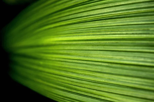 Текстура зеленого листа як фон — стокове фото