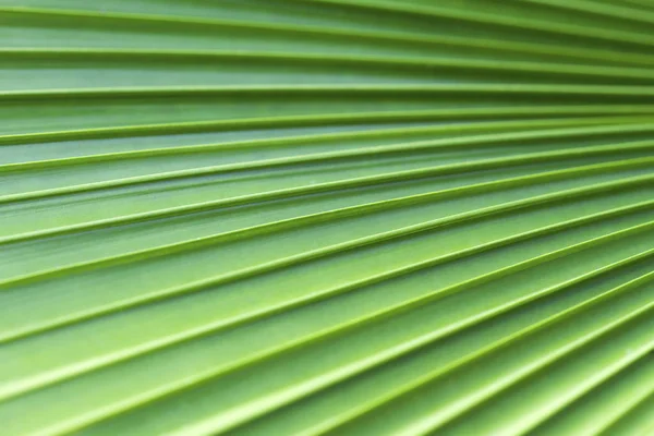 Текстура цукрового пальмового листя, абстрактний фон — стокове фото