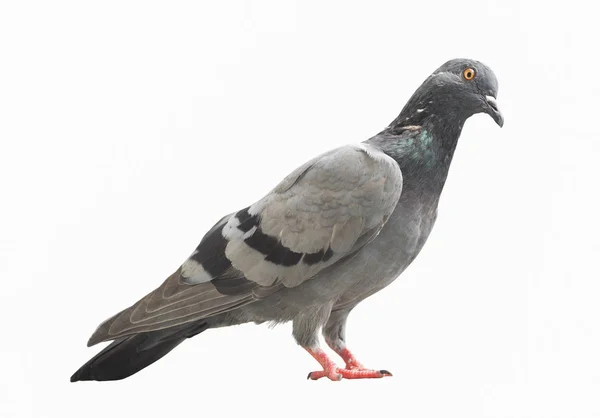 Pigeon sauvage isolé sur blanc . — Photo