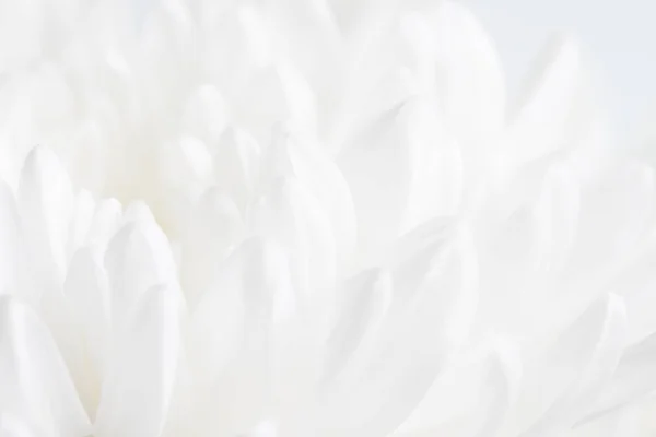 Белый цветок крупный план — стоковое фото