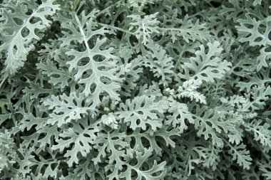 Çiçek Cineraria arka plan.