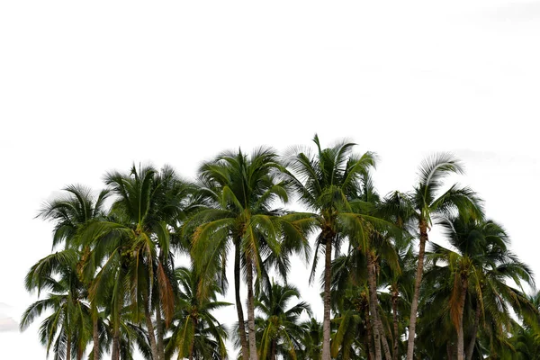 Molti alberi di cocco, isolati su sfondo bianco . — Foto Stock