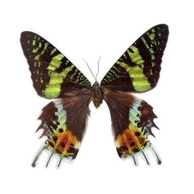 Beyaz arka plan üzerinde izole ölü kelebek.